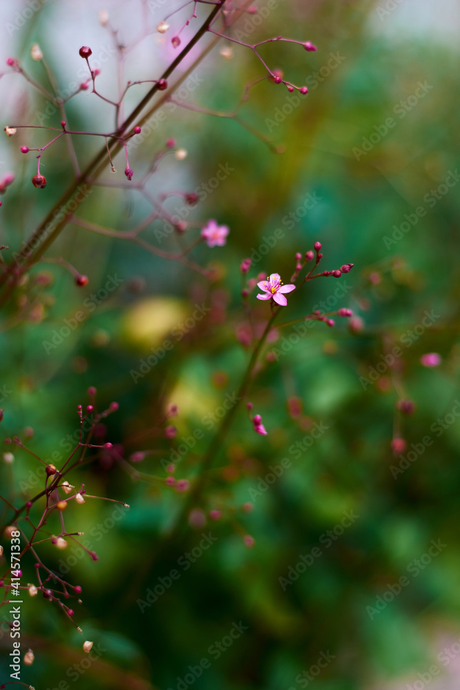 A top view of Talinum Paniculatum flower surrounded by panicles of flowers with blurry green background. Vertical shot. A top view of Talinum Paniculatum flower surrounded by panicles of flowers with blurry green background. Vertical shot.