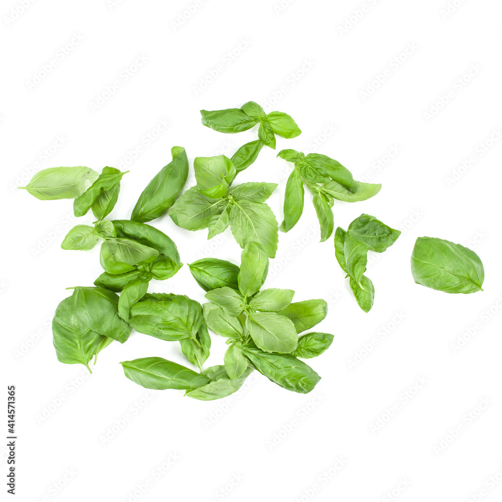 Sweet Genovese basil leaves background arrangement isolated on white. Top view. Sweet Genovese basil leaves background arrangement isolated on white. Top view.