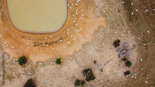 overhead view of a large flock of sheep resting in the sun and some walking to take a drink from the low level dam watering hole on a large farm, rural Victoria, Australia