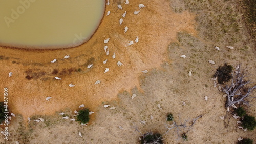 overhead view of a large flock of sheep resting in the sun and some walking to take a drink from the low level dam watering hole on a large farm, rural Victoria, Australia