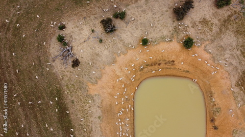 overhead view of a large flock of sheep resting in the sun and some walking to take a drink from the low level dam watering hole on a large farm, rural Victoria, Australia
