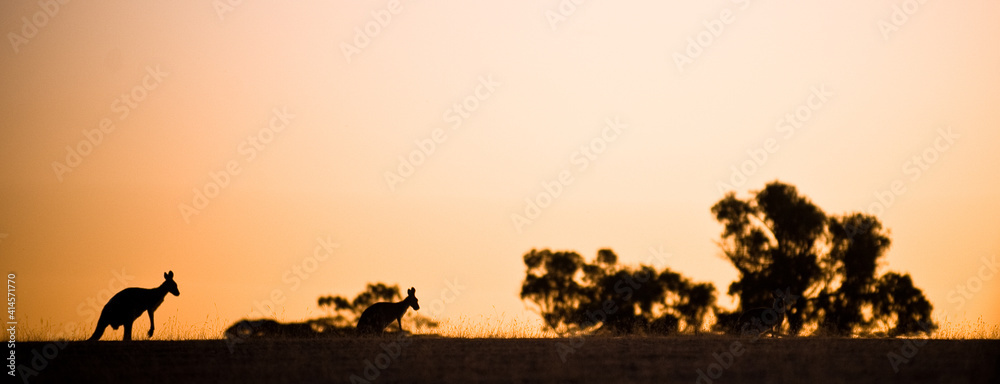 Kangaroo silhouette an orange, red skyline in the Australian bush 
