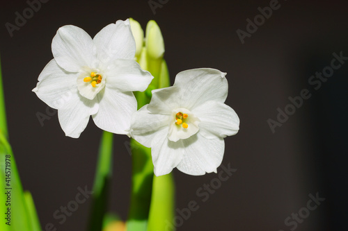 White paperwhite narcissus bulb flowers forced in winter © eqroy