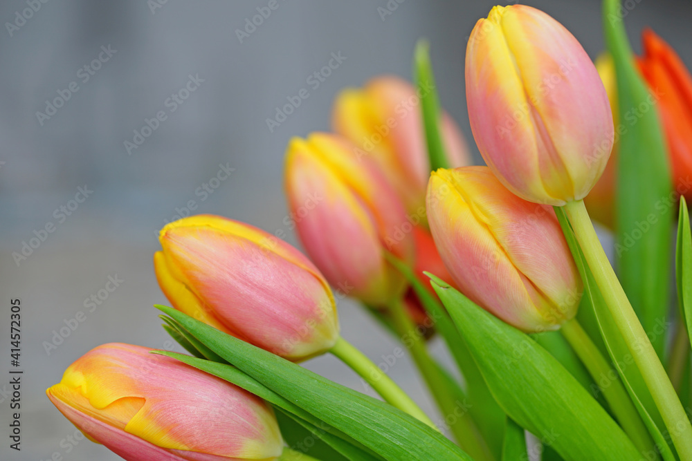 Close-up view of a yellow and orange tulip flower head Close-up view of a yellow and orange tulip flower head