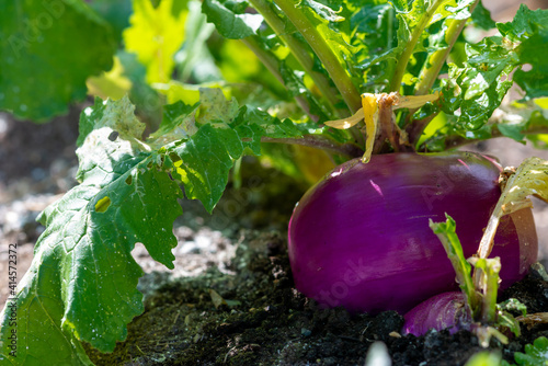 A large round organic purple coloured turnip or rutabaga root vegetable growing in a raised bed garden. The soil on the ground is dark, rich composited earth with shell bits mixed in among the dirt.  photo