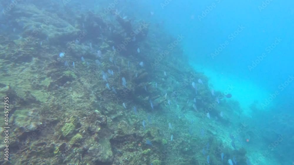 Snorkeling or diving close to dozens of blue fish above coral reefs, stones and algae of a paradisiac island with clear and turquoise ocean water. Sea life near Cartagena de Indias, Colombia. Snorkeling or diving close to dozens of blue fish above coral reefs, stones and algae of a paradisiac island with clear and turquoise ocean water. Sea life near Cartagena de Indias, Colombia.