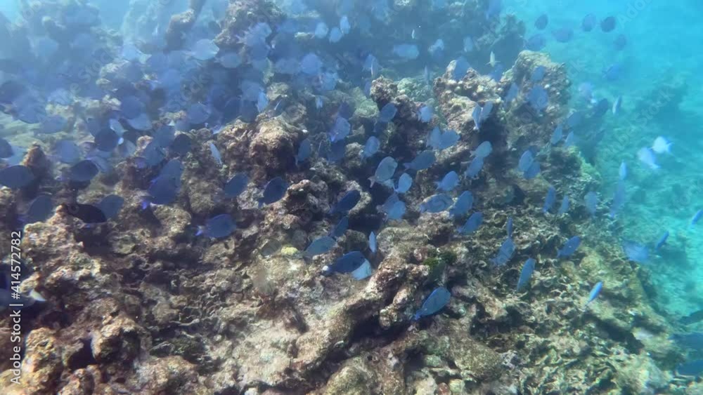 Hundreds of blue fish swimming together close to coral reefs, stones, rocks and algae of a paradisiac island with transparent, clear and turquoise ocean water. Sea life. Hundreds of blue fish swimming together close to coral reefs, stones, rocks and algae of a paradisiac island with transparent, clear and turquoise ocean water. Sea life.