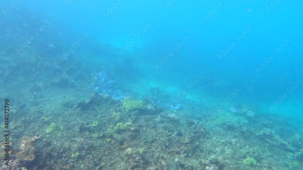 Snorkeling or diving close a group of blue fish above coral reefs and algae of a paradisiac island with clear, transparent and turquoise ocean water. Sea life near Cartagena de Indias, Colombia. Snorkeling or diving close a group of blue fish above coral reefs and algae of a paradisiac island with clear, transparent and turquoise ocean water. Sea life near Cartagena de Indias, Colombia.
