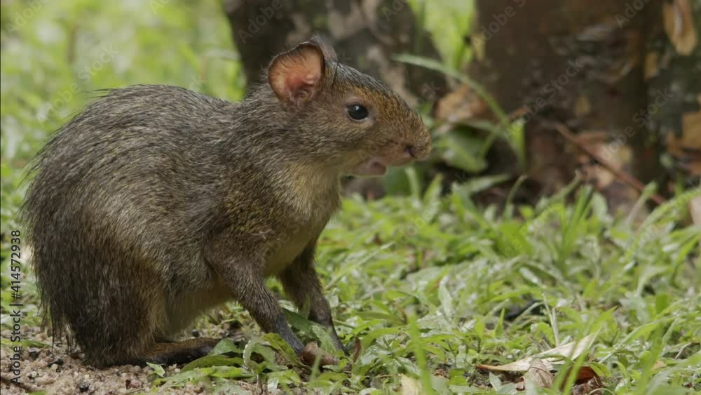 Young Cutia (Brazilian animal) eating fruits in the grass.