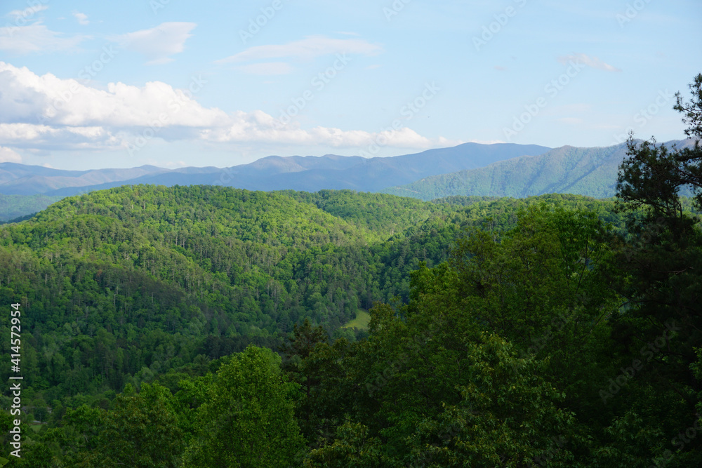 Fototapeta premium forest in the mountains