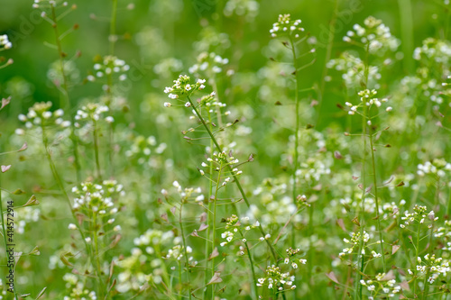 Capsella bursa-pastoris, shepherd's purse in meadow in natural environment of sprouting. Young plants with white flowers. Medicinal herbs during flowering.