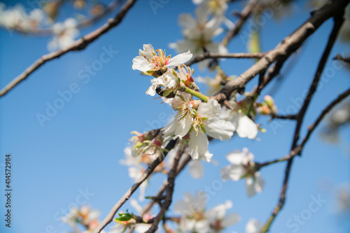 branches of the flowering almond tree in spring 