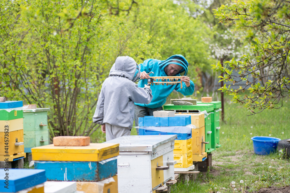 child broadcasting online from apiary. Dad and son on the apiary. Family agribusiness. boy records video as father works near bee hives. Online education in beekeeping and fertilization of queen bee. child broadcasting online from apiary. Dad and son on the apiary. Family agribusiness. boy records video as father works near bee hives. Online education in beekeeping and fertilization of queen bee.