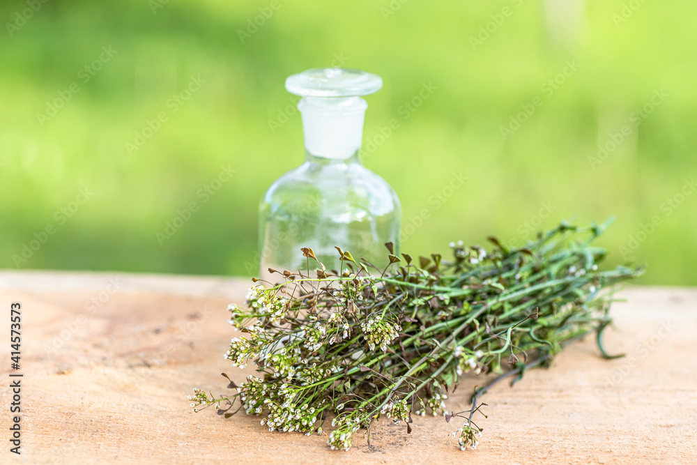 Bunch of shepherds purse, bottle with tincture or elixir for the preparation of non-traditional medicine of bursa pastoris medicinal herbs. Homeopathy medicine. Bunch of shepherds purse, bottle with tincture or elixir for the preparation of non-traditional medicine of bursa pastoris medicinal herbs. Homeopathy medicine.
