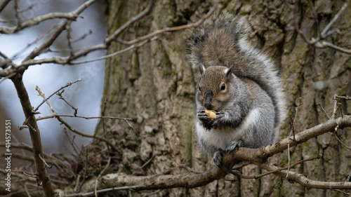 Gray Grey Squirrel  Sciurus carolinensis  sitting on a tree eating a nut