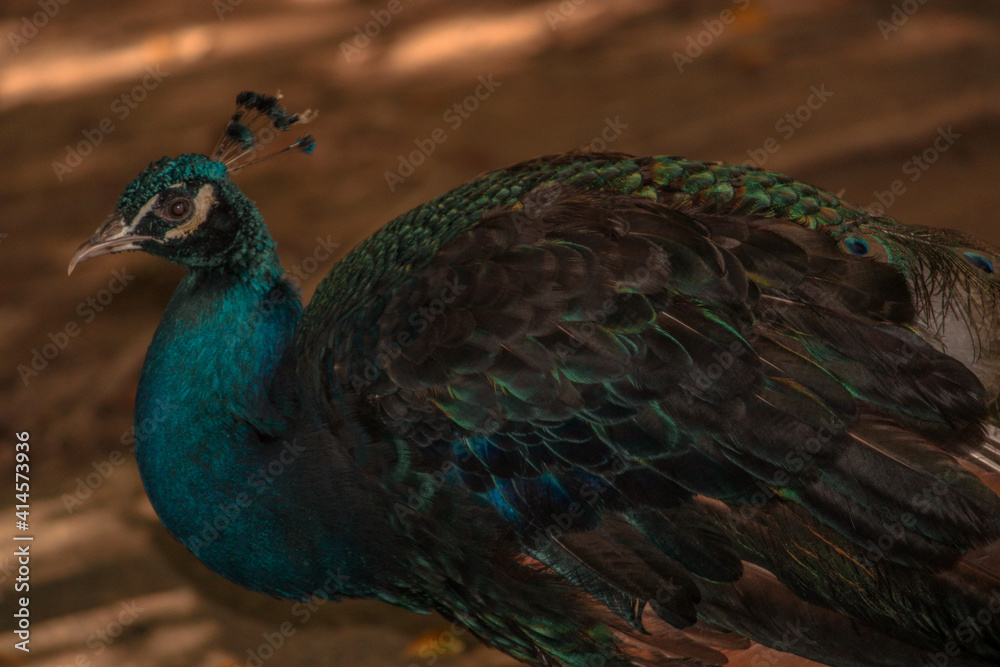 Obraz premium peacock with feathers out