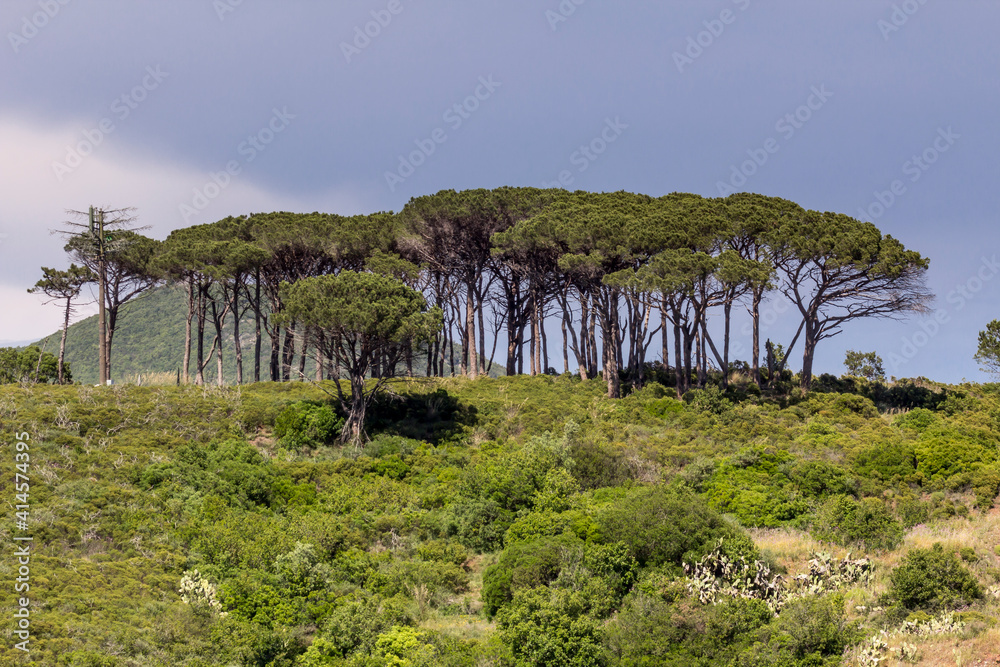 Pine wood near Rio nell'Elba, Elba, Tuscany, Italy Pine wood near Rio nell'Elba, Elba, Tuscany, Italy