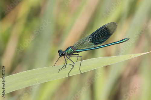Calopteryx Splendens, Banded Demoiselle, Male Dragonfly From Lower Saxony, Germany