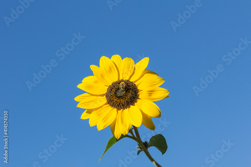 Helianthus annuus  Sunflower