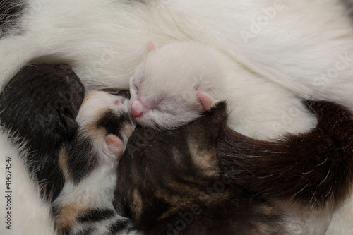 Kittens Looking For Warmth And Comfort With Her Mother