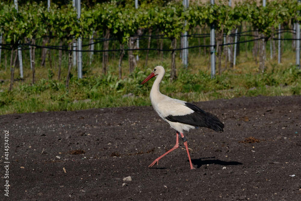 Fototapeta premium Stork 
