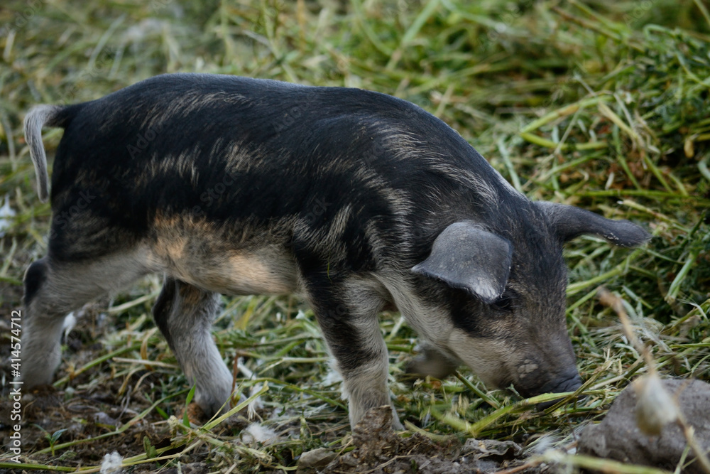 Mangalitsa Pig, Piglet Hungarian Breed Of Pig Mangalitsa Pig, Piglet Hungarian Breed Of Pig