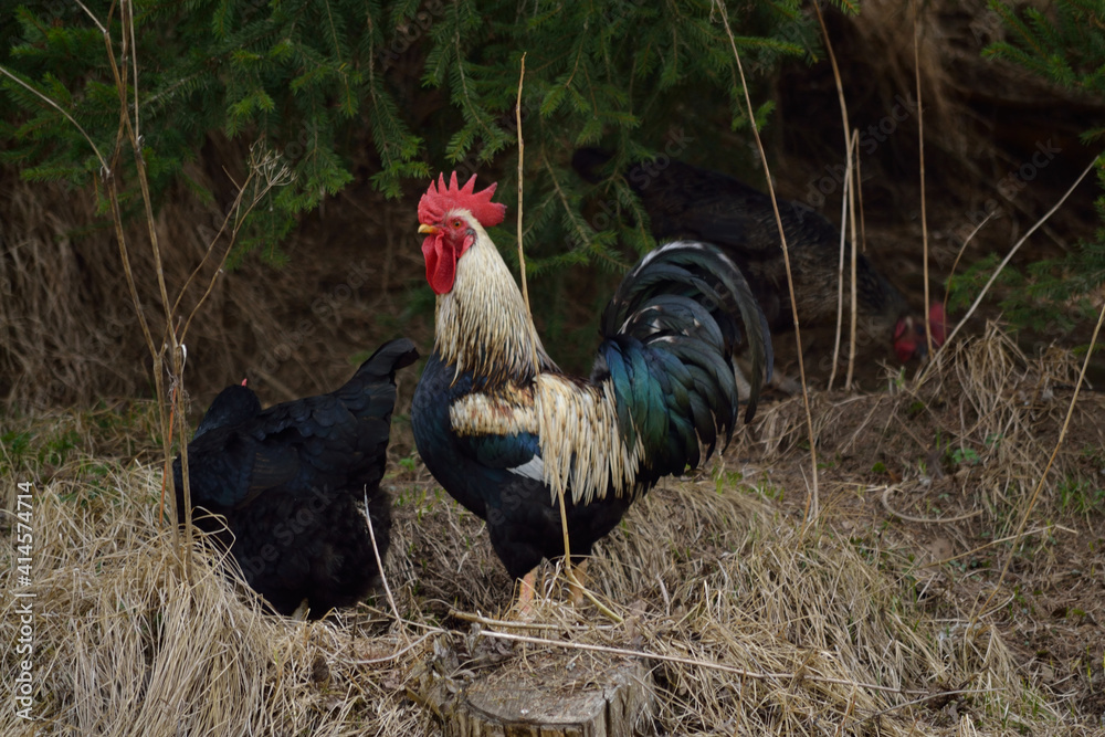 Black Hen And Colorful Rooster - Free Range Black Hen And Colorful Rooster - Free Range