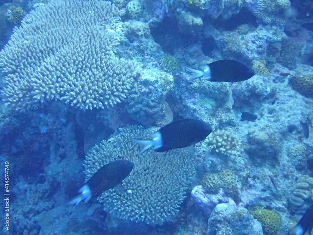 Fototapeta premium coral reef with fish