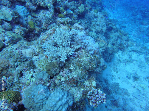coral reef © sagoh423