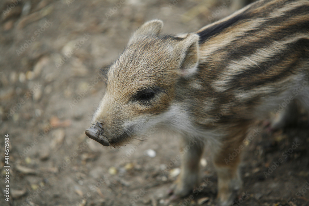 Animal Portrait Young Wild Boar Sus Scrofa Piglet Piglets Piglet Animal Portrait Young Wild Boar Sus Scrofa Piglet Piglets Piglet