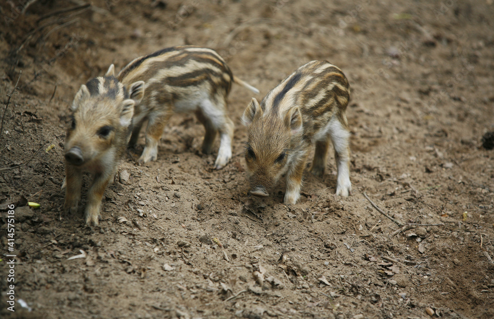 Animal Portrait Young Wild Boar Sus Scrofa During Suckling Piglet Piglets Animal Portrait Young Wild Boar Sus Scrofa During Suckling Piglet Piglets