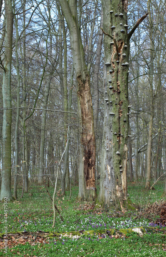 Obraz premium Deadwood