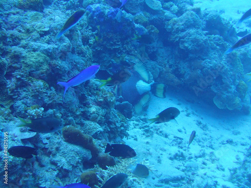 scuba diver and coral reef © sagoh423