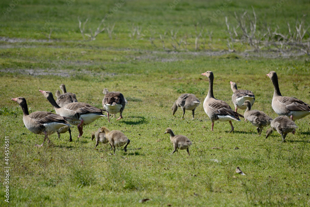 Grey Goose Families Walking Across The Meadow Grey Goose Families Walking Across The Meadow