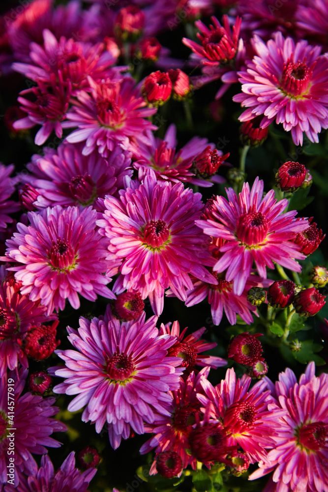 Chrysanthemums Chrysanthemums