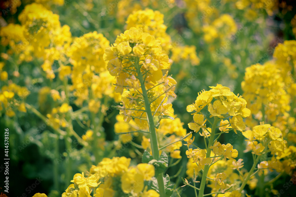菜の花 黄色 鮮やか 綺麗 美しい 花畑 花 満開 春 レトロ 暗い 可憐
