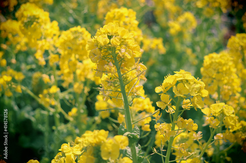 菜の花 黄色 鮮やか 綺麗 美しい 花畑 花 満開 春 レトロ 暗い 可憐