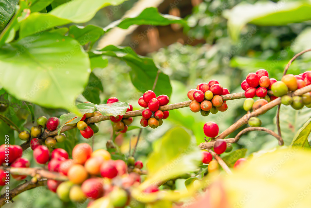 Coffee beans that are ready to be harvested. Coffee beans that are ready to be harvested.