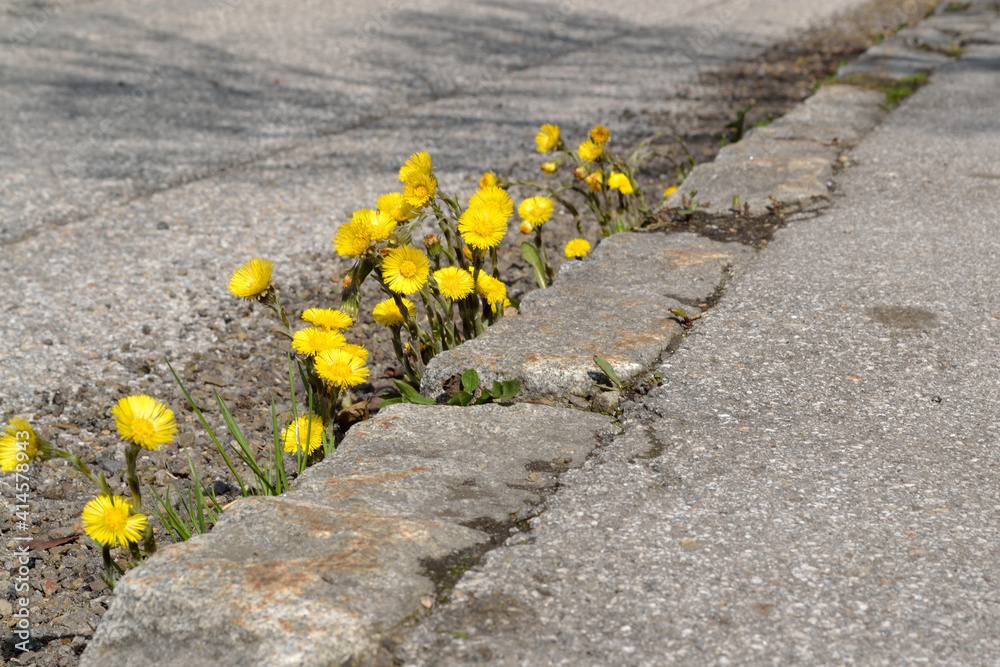 Coltsfoot Between Roadside And Sidewalk