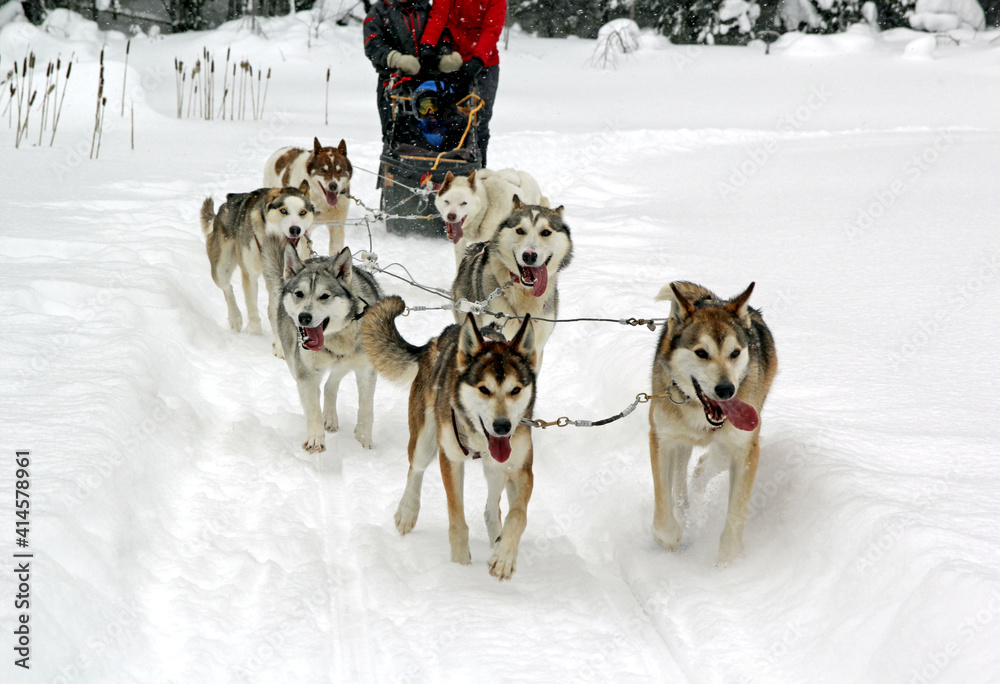 Sled dogs rest in the snow after a trip Sled dogs rest in the snow after a trip