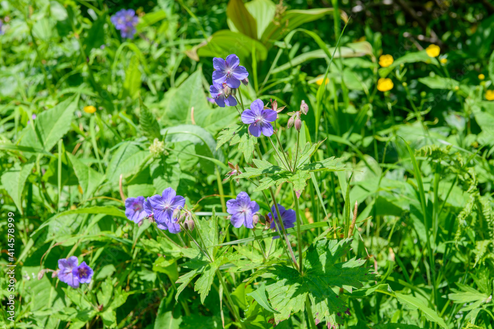 タカネグンナイフウロ