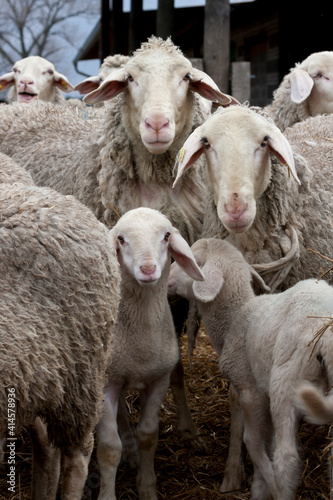  Sheep and Lambs