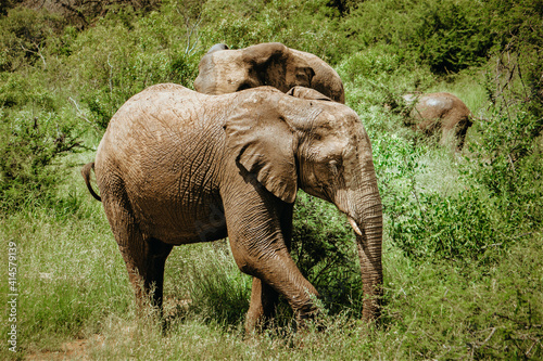 Three Wild Elephants  in Krueger National Park © Tobias