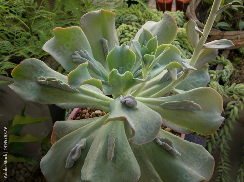 Exotic hybrid succulent plants. Top view of an Echeveria gibbiflora Caronculata rosette of green leaves with many caruncles. photo