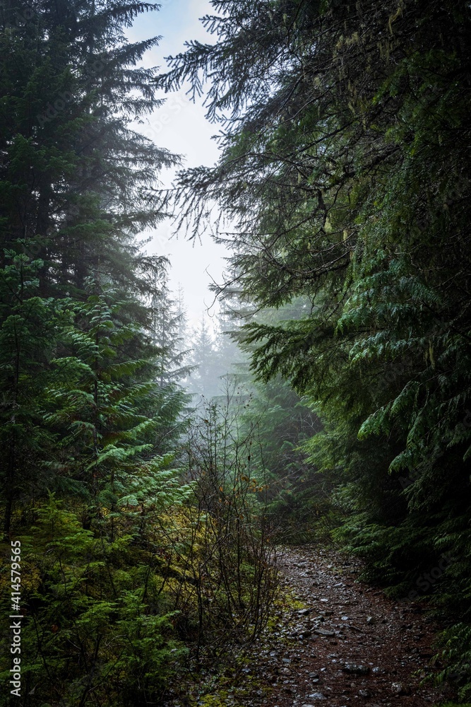 Fototapeta premium Bosque Sombrio