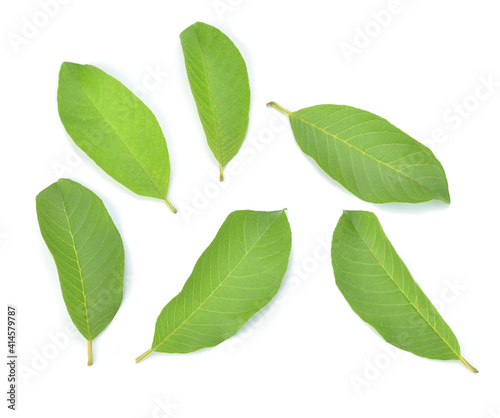Guava leaf isolated on a white background