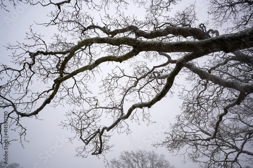 Low angle shot of an Oregon white oak tree with bare snow-covered branches © David Hutchison/Wirestock