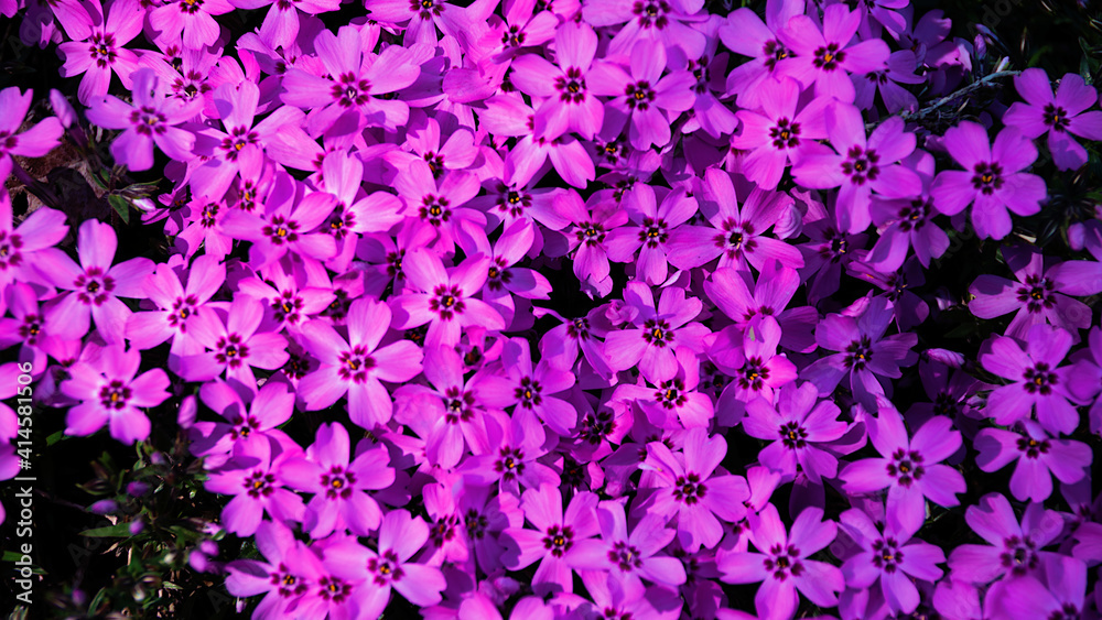 purple flowers purple flowers