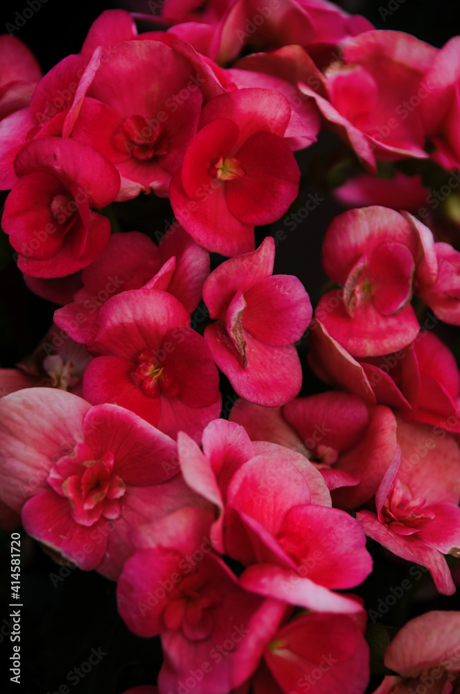 red and pink flowers red and pink flowers