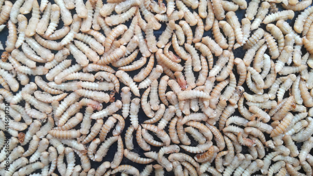 The chrysalis, or larvae of many insects waiting to molt, are beetles return to nature. The chrysalis, or larvae of many insects waiting to molt, are beetles return to nature.